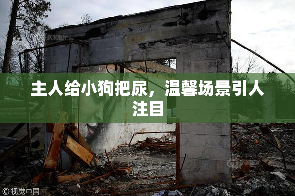 主人给小狗把尿，温馨场景引人注目