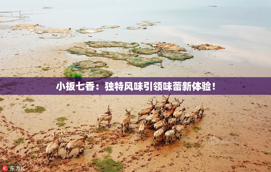 小扳七香：独特风味引领味蕾新体验！