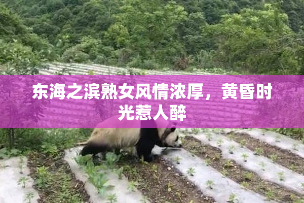 东海之滨熟女风情浓厚，黄昏时光惹人醉