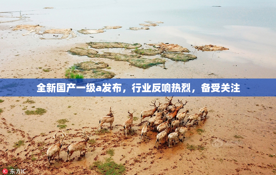 全新国产一级a发布，行业反响热烈，备受关注