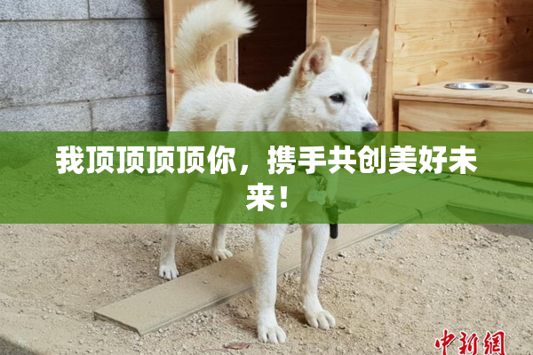 我顶顶顶顶你，携手共创美好未来！