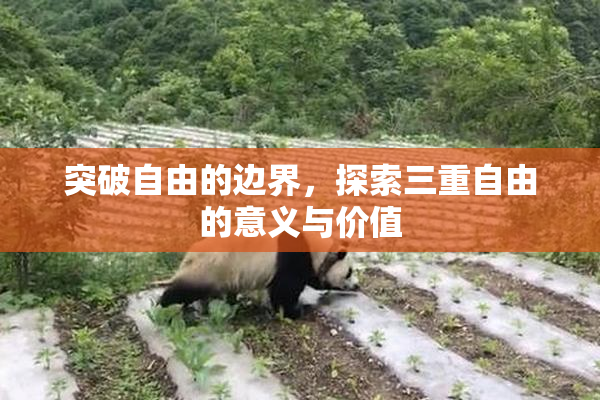 突破自由的边界，探索三重自由的意义与价值