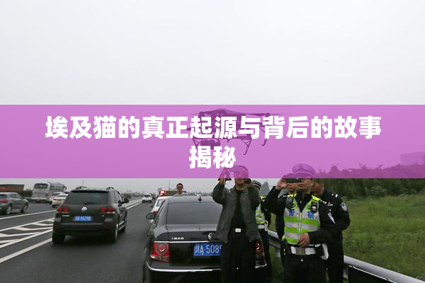 埃及猫的真正起源与背后的故事揭秘