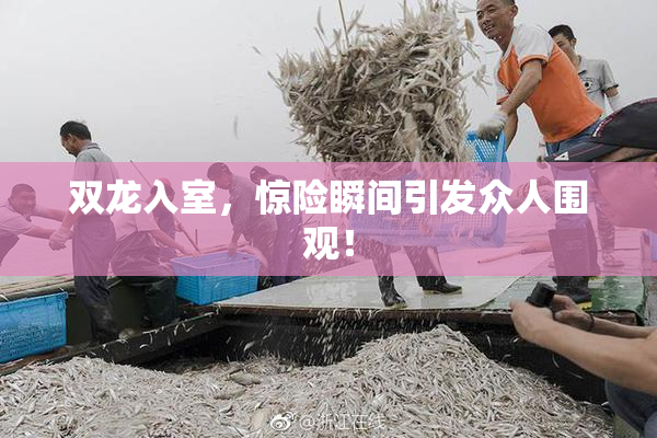 双龙入室，惊险瞬间引发众人围观！