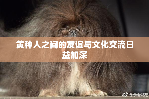 黄种人之间的友谊与文化交流日益加深