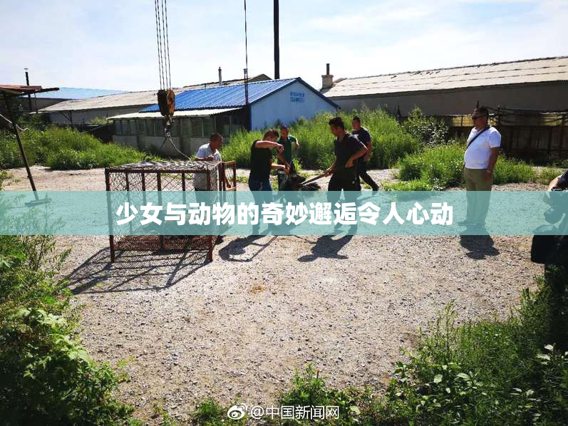 少女与动物的奇妙邂逅令人心动