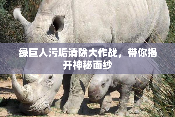 绿巨人污垢清除大作战，带你揭开神秘面纱