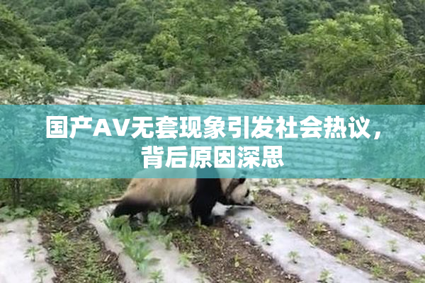 国产AV无套现象引发社会热议，背后原因深思