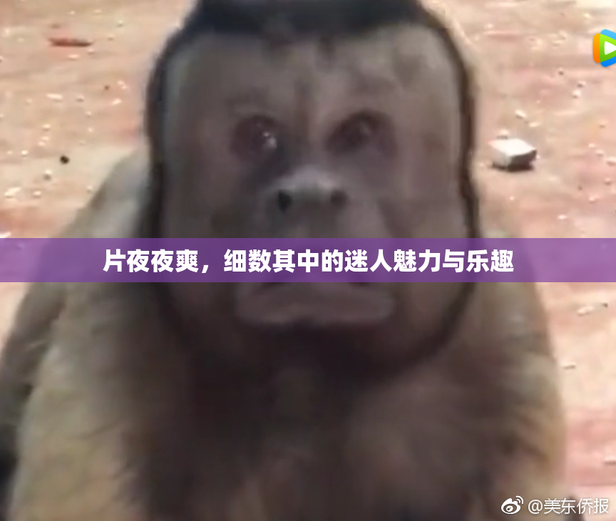 片夜夜爽，细数其中的迷人魅力与乐趣