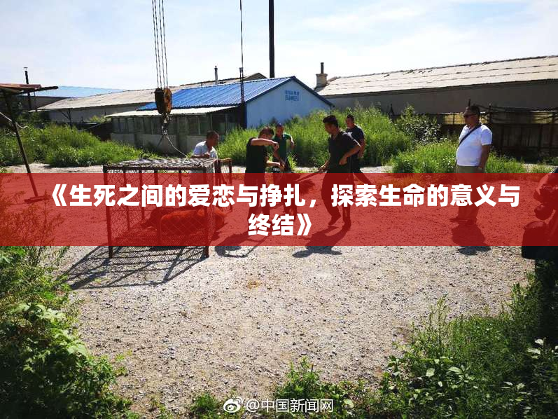 《生死之间的爱恋与挣扎，探索生命的意义与终结》