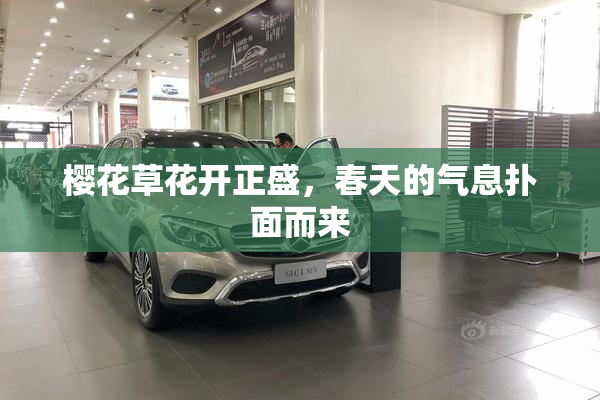 樱花草花开正盛，春天的气息扑面而来