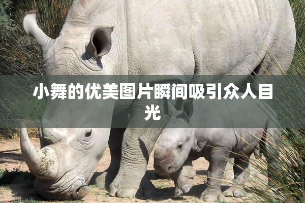 小舞的优美图片瞬间吸引众人目光