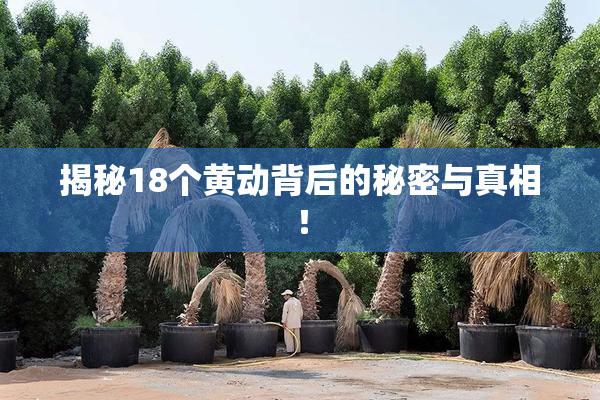 揭秘18个黄动背后的秘密与真相！