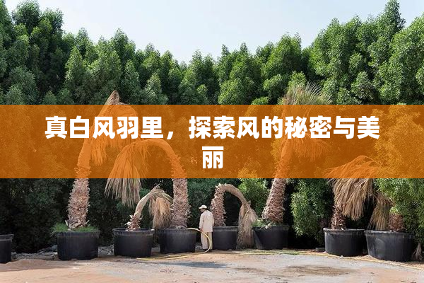 真白风羽里，探索风的秘密与美丽