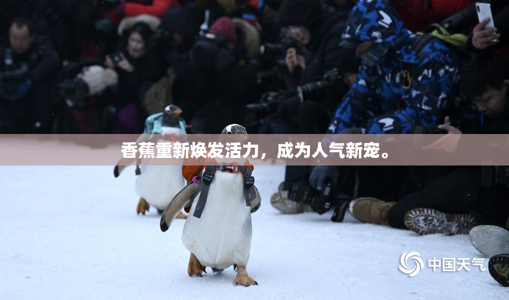 香蕉重新焕发活力，成为人气新宠。