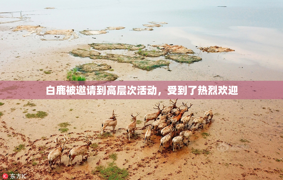 白鹿被邀请到高层次活动，受到了热烈欢迎