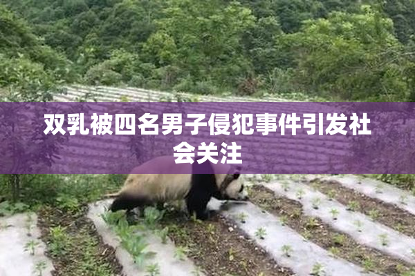 双乳被四名男子侵犯事件引发社会关注