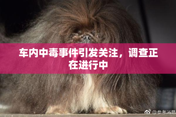 车内中毒事件引发关注，调查正在进行中