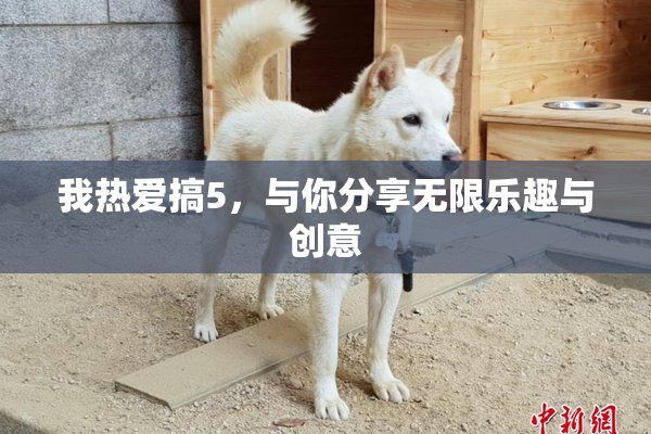 我热爱搞5，与你分享无限乐趣与创意