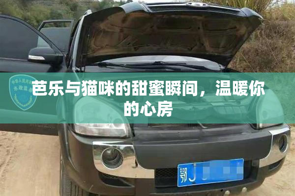 芭乐与猫咪的甜蜜瞬间，温暖你的心房