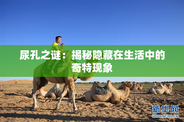 尿孔之谜：揭秘隐藏在生活中的奇特现象