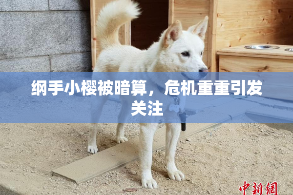 纲手小樱被暗算，危机重重引发关注