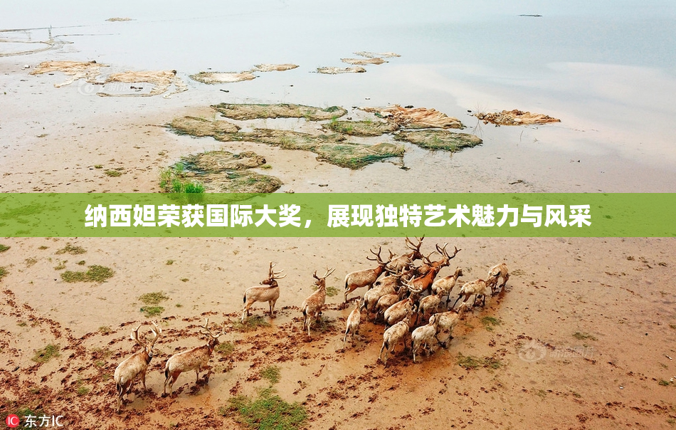 纳西妲荣获国际大奖，展现独特艺术魅力与风采