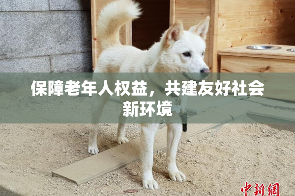 保障老年人权益，共建友好社会新环境