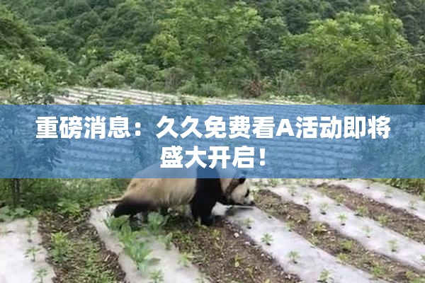 重磅消息：久久免费看A活动即将盛大开启！