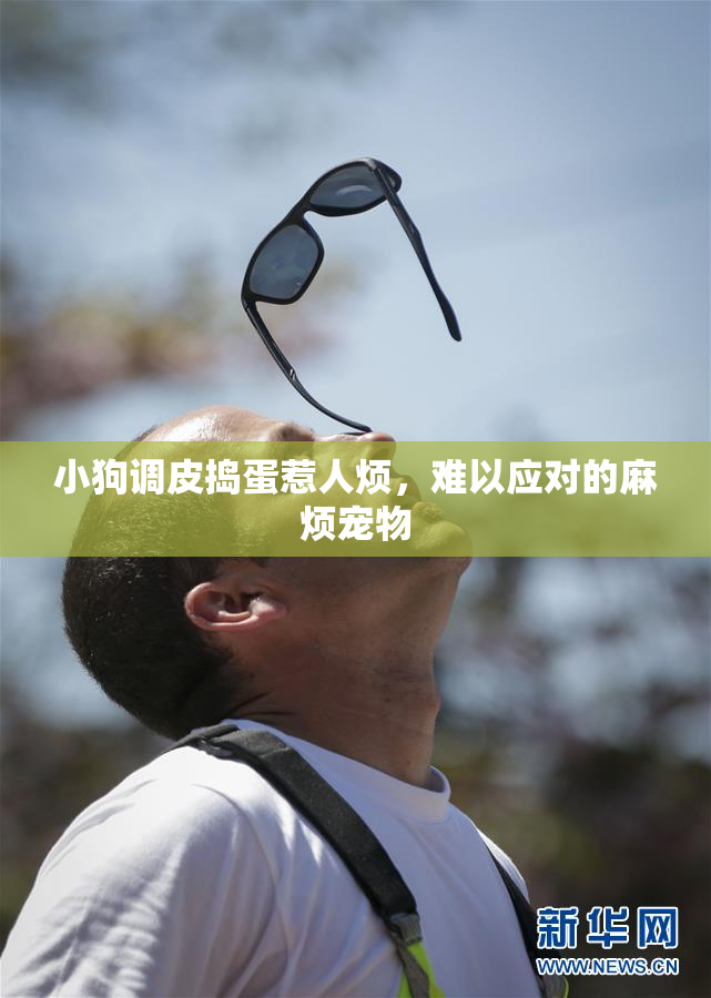 小狗调皮捣蛋惹人烦，难以应对的麻烦宠物