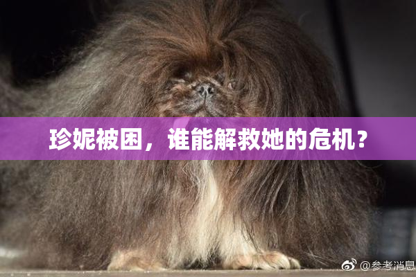 珍妮被困，谁能解救她的危机？