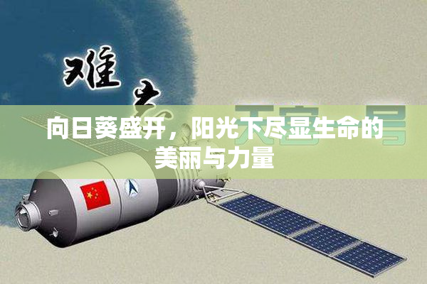 向日葵盛开，阳光下尽显生命的美丽与力量