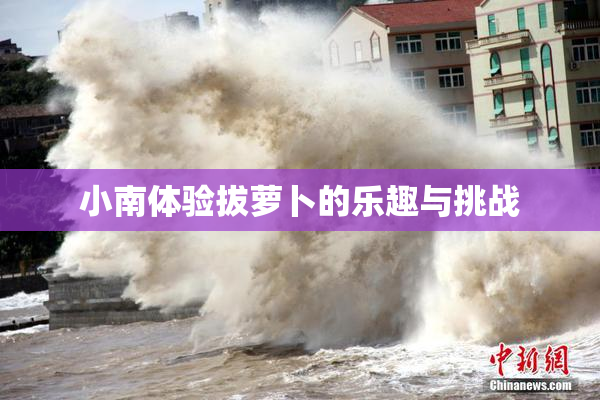 小南体验拔萝卜的乐趣与挑战