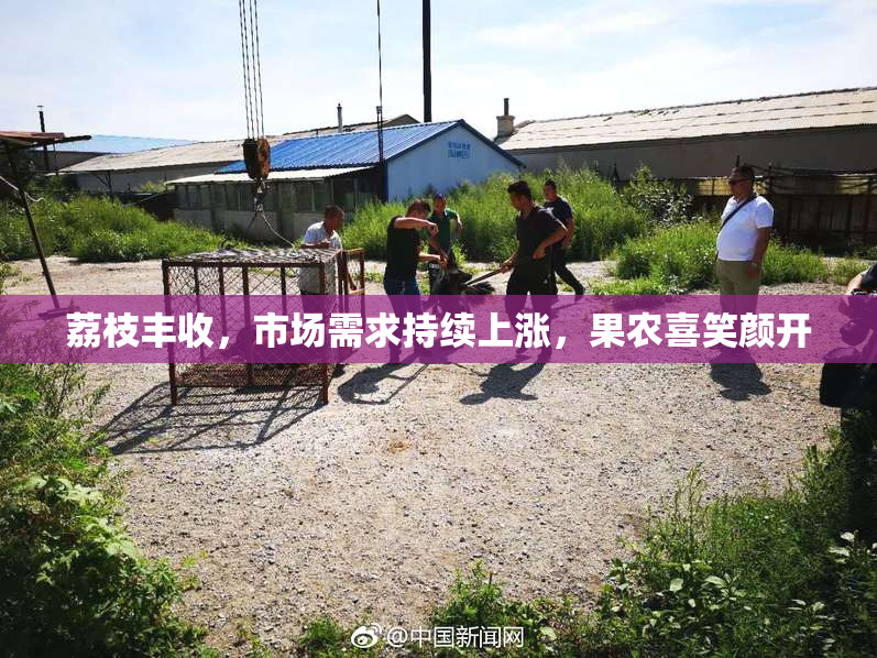 荔枝丰收，市场需求持续上涨，果农喜笑颜开