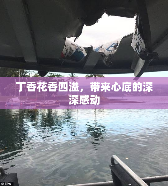 丁香花香四溢，带来心底的深深感动