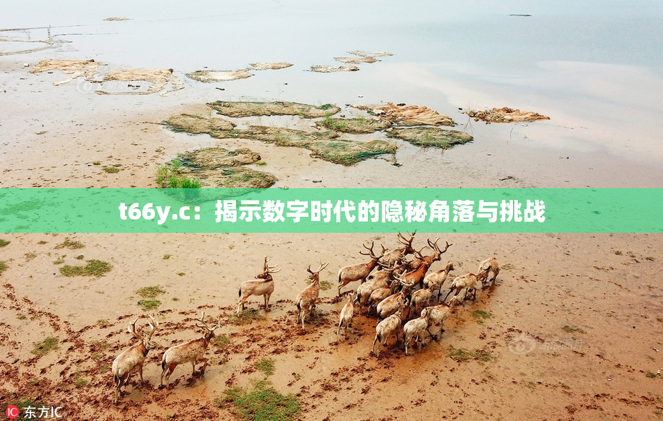 t66y.c：揭示数字时代的隐秘角落与挑战