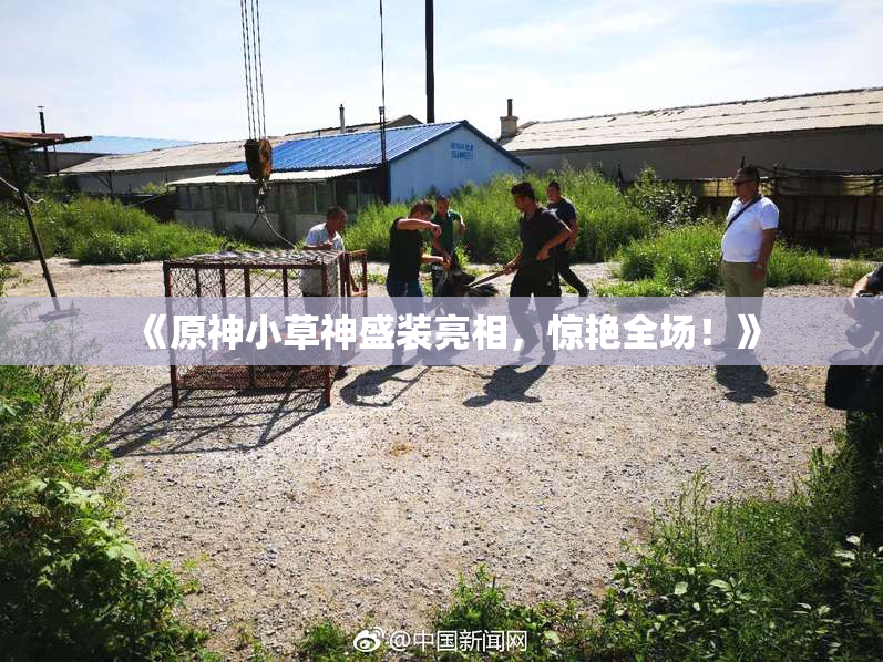 《原神小草神盛装亮相，惊艳全场！》