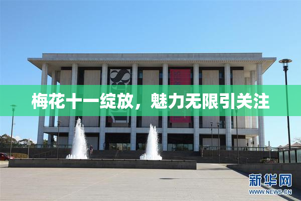 梅花十一绽放，魅力无限引关注
