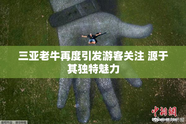 三亚老牛再度引发游客关注 源于其独特魅力