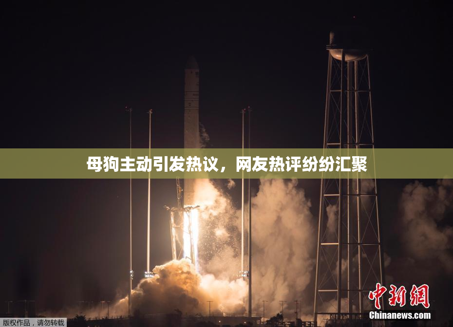 母狗主动引发热议，网友热评纷纷汇聚