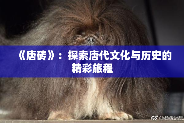 《唐砖》：探索唐代文化与历史的精彩旅程