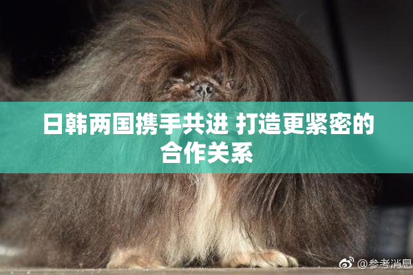 日韩两国携手共进 打造更紧密的合作关系