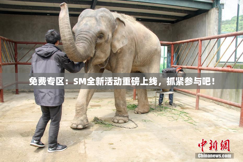 免费专区：SM全新活动重磅上线，抓紧参与吧！