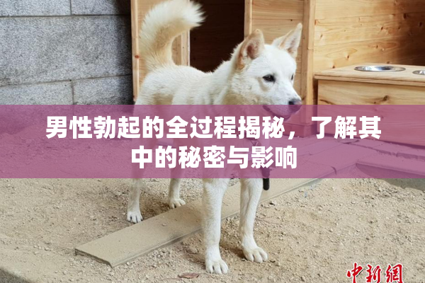 男性勃起的全过程揭秘，了解其中的秘密与影响