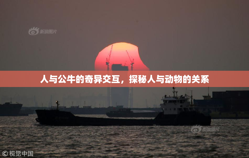人与公牛的奇异交互，探秘人与动物的关系