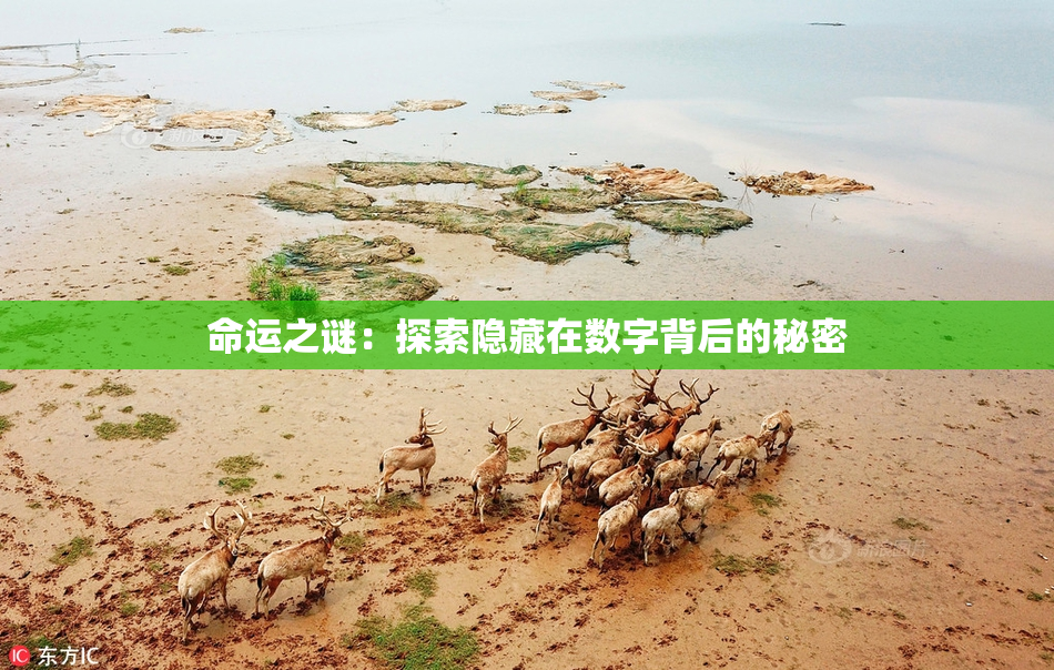 命运之谜：探索隐藏在数字背后的秘密