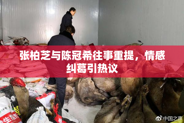 张柏芝与陈冠希往事重提，情感纠葛引热议