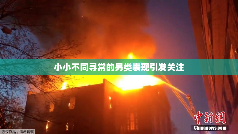 小小不同寻常的另类表现引发关注
