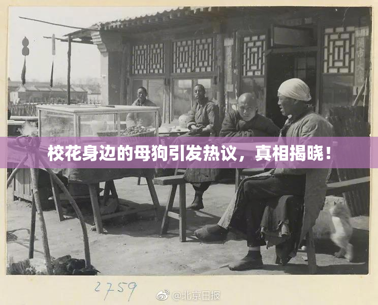 校花身边的母狗引发热议，真相揭晓！