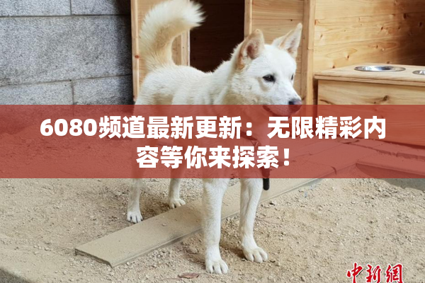 6080频道最新更新：无限精彩内容等你来探索！
